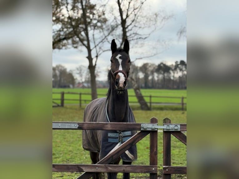KWPN Merrie 5 Jaar 171 cm Donkerbruin in Haaksbergen
