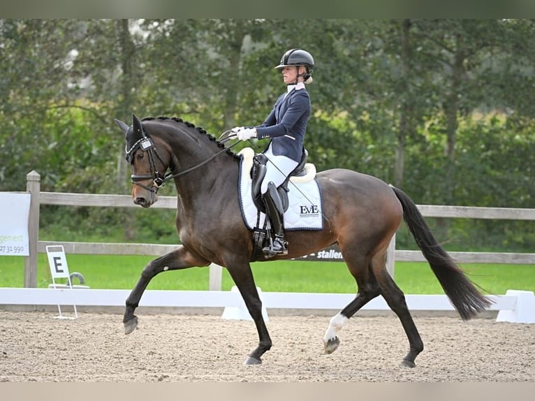 KWPN Merrie 5 Jaar 171 cm Donkerbruin in Nieuwveen