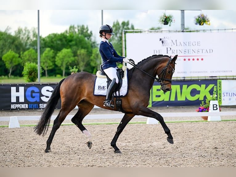 KWPN Merrie 5 Jaar 171 cm Donkerbruin in Nieuwveen