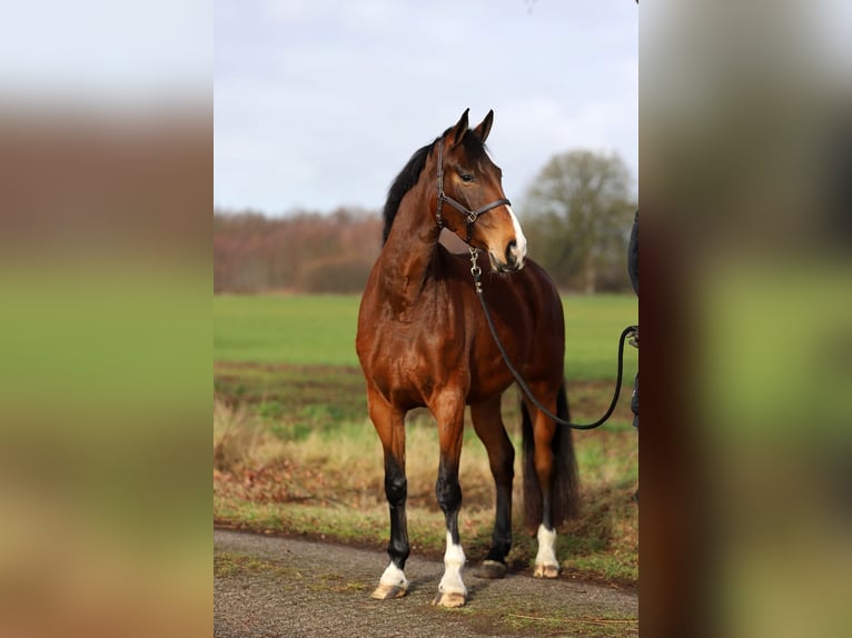 KWPN Merrie 5 Jaar 172 cm Bruin in Harreveld