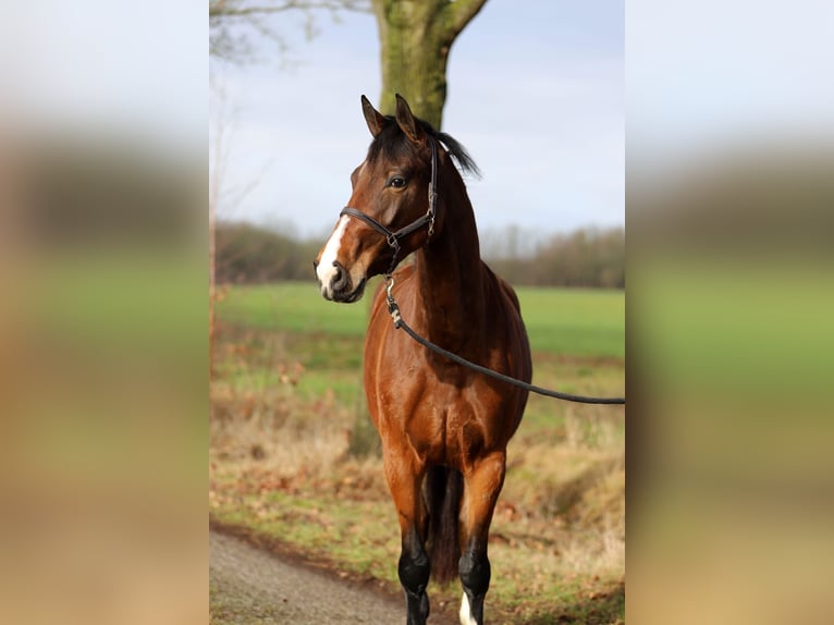 KWPN Merrie 5 Jaar 172 cm Bruin in Harreveld