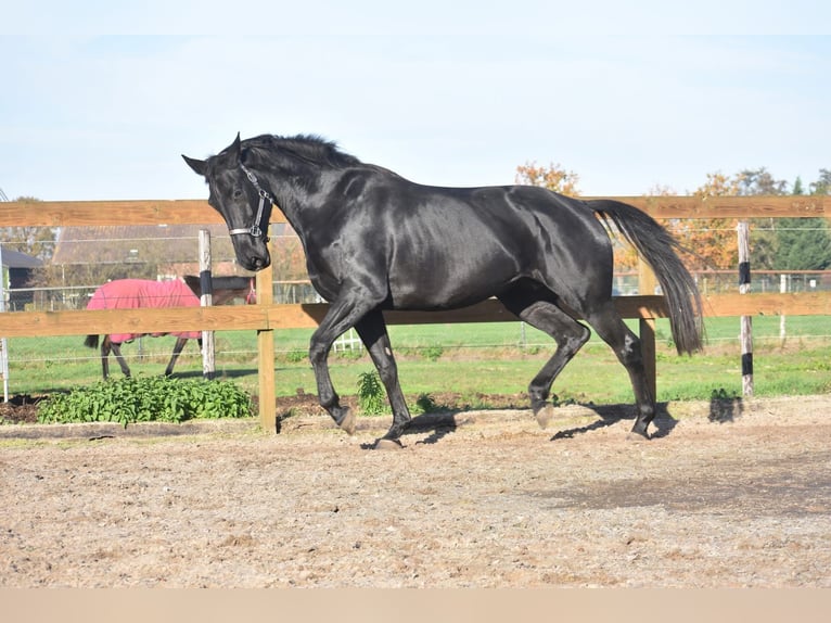 KWPN Merrie 5 Jaar 172 cm Zwart in Achtmaal