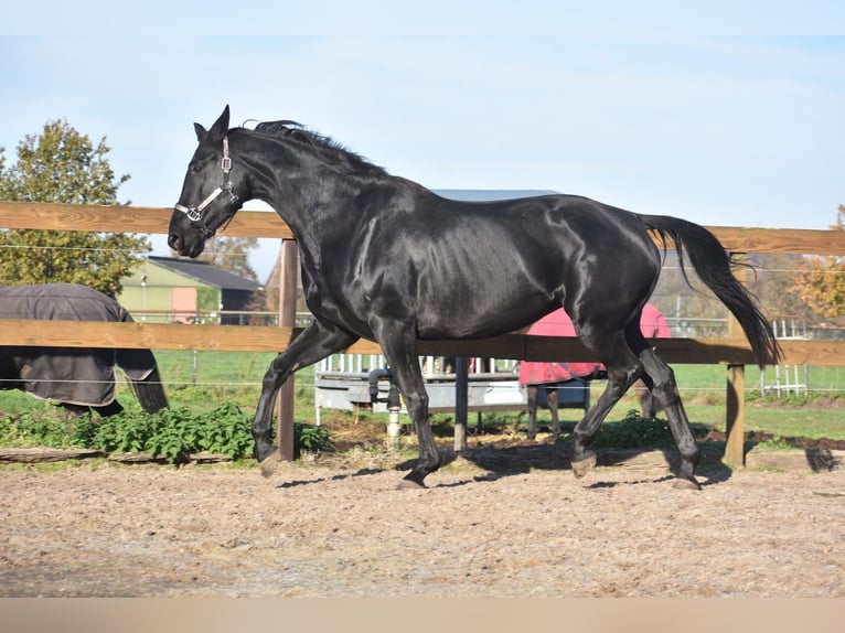 KWPN Merrie 5 Jaar 172 cm Zwart in Achtmaal