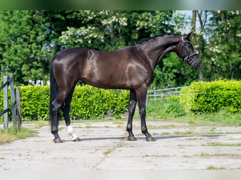 KWPN Merrie 5 Jaar 172 cm Zwart in weert