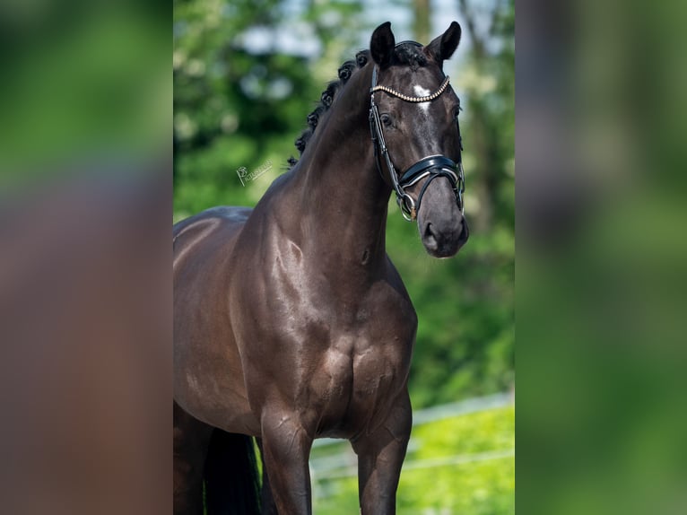 KWPN Merrie 5 Jaar 172 cm Zwart in weert