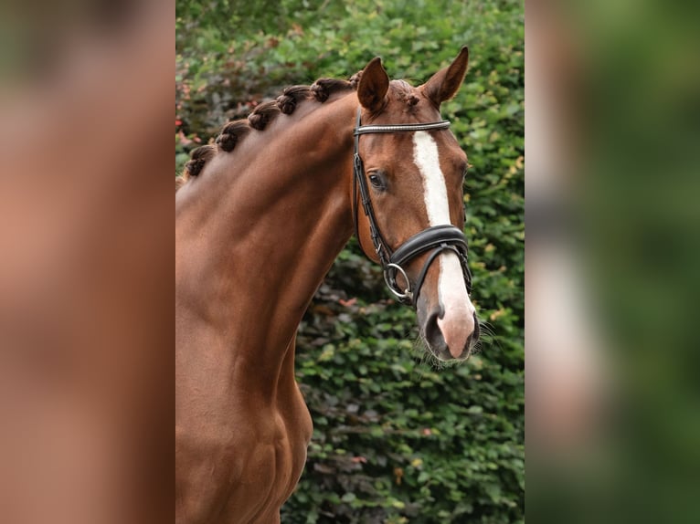 KWPN Merrie 5 Jaar 173 cm Donkere-vos in GROTE-BROGEL