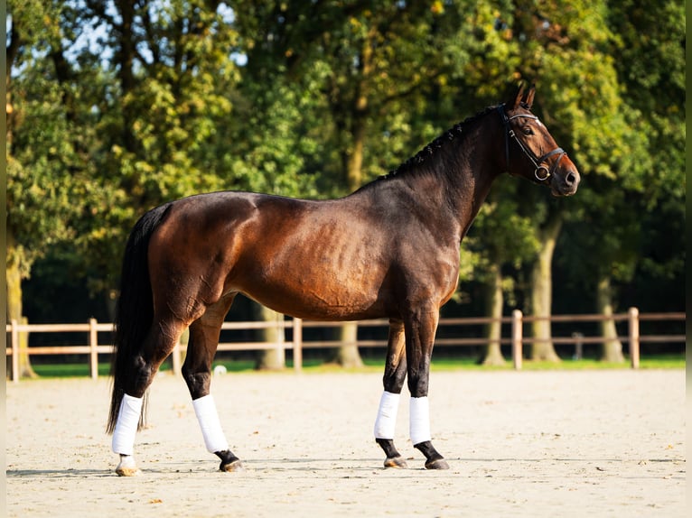 KWPN Merrie 5 Jaar 173 cm Roodbruin in Meijel