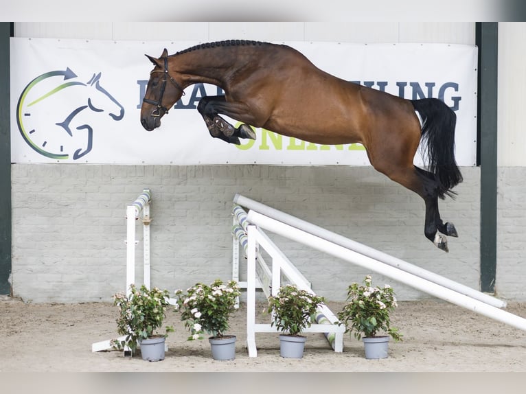 KWPN Merrie 5 Jaar 173 cm  in WK Heerde