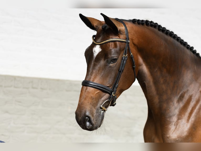 KWPN Merrie 5 Jaar 173 cm  in WK Heerde