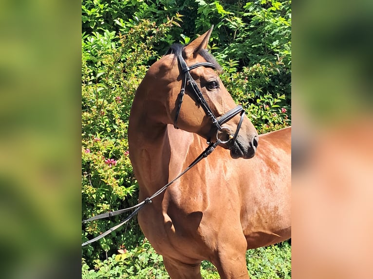 KWPN Merrie 5 Jaar 174 cm Bruin in Messel