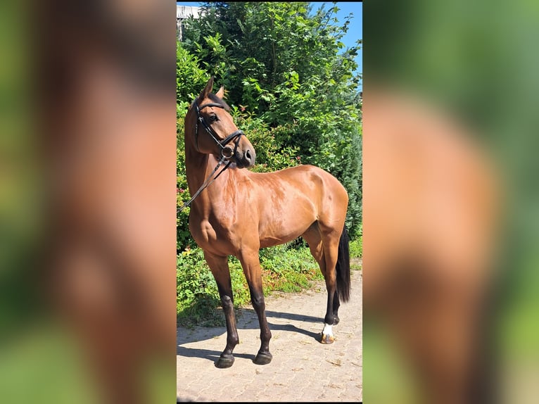 KWPN Merrie 5 Jaar 174 cm Bruin in Messel