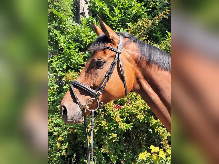 KWPN Merrie 5 Jaar 174 cm Bruin in Messel