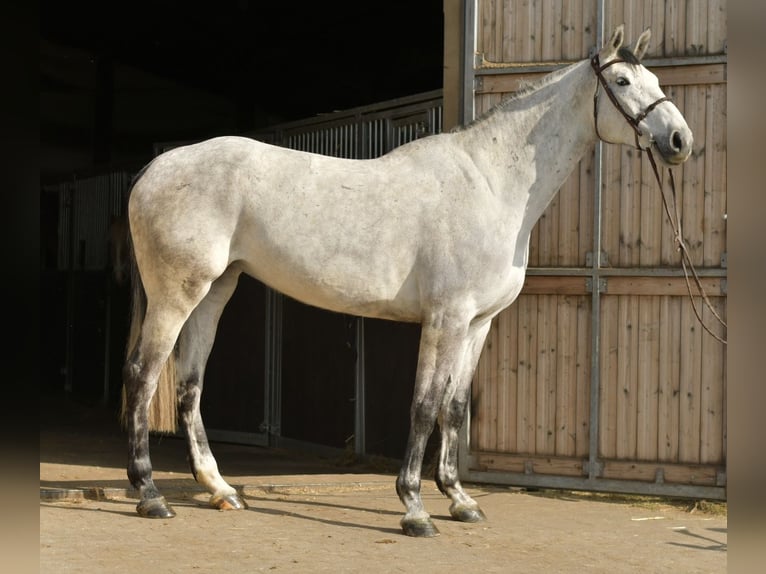 KWPN Merrie 5 Jaar 174 cm Schimmel in Geilenkirchen