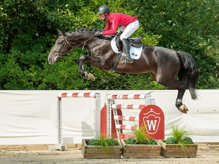 KWPN Merrie 5 Jaar 174 cm Zwartbruin in Münster