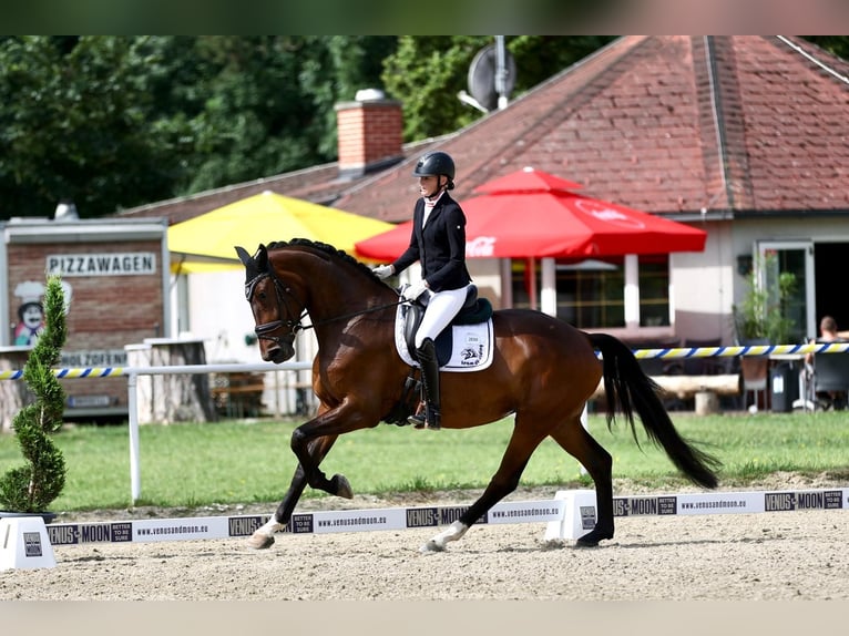 KWPN Merrie 5 Jaar 175 cm Donkerbruin in Ebreichsdorf