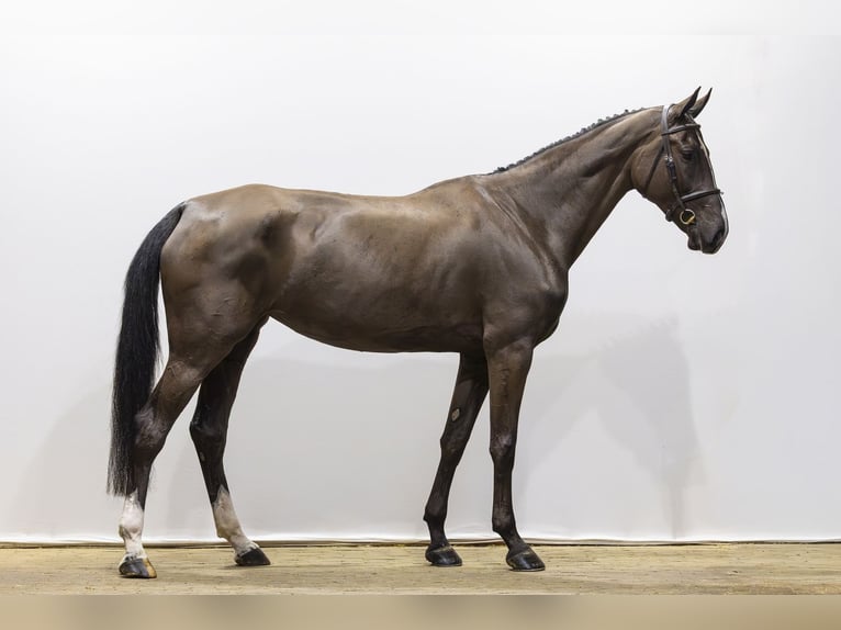 KWPN Merrie 5 Jaar 175 cm Zwart in Waddinxveen