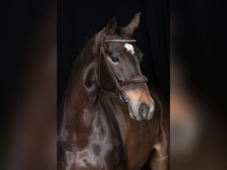 KWPN Merrie 5 Jaar Donkerbruin in Bladel