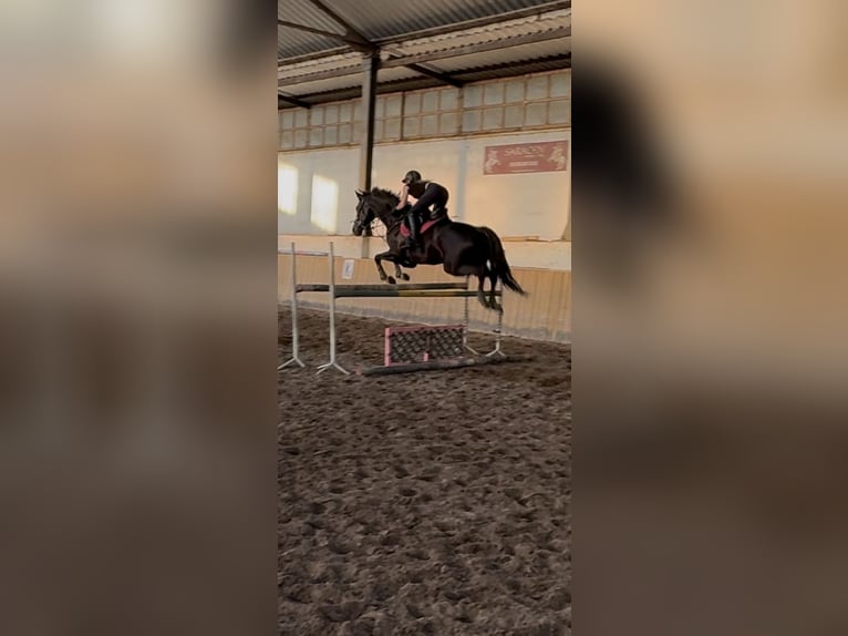 KWPN Merrie 5 Jaar Donkerbruin in Dys