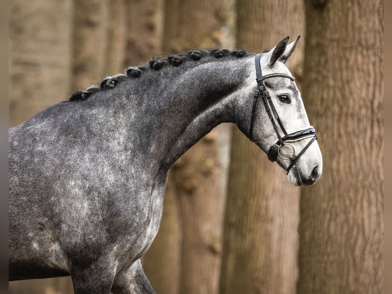 KWPN Merrie 5 Jaar Schimmel in Bilthoven