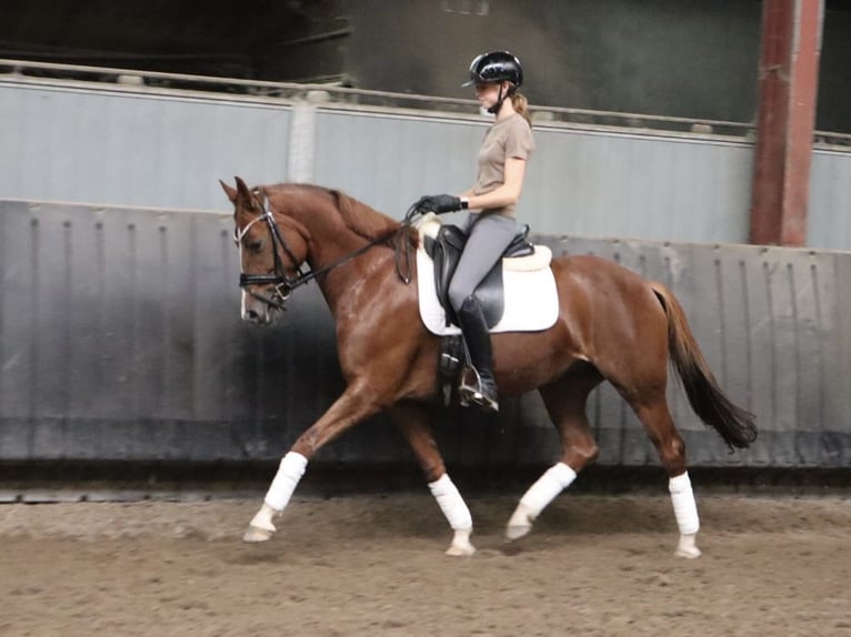KWPN Merrie 6 Jaar 155 cm Vos in Soest