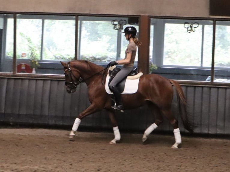 KWPN Merrie 6 Jaar 155 cm Vos in Soest