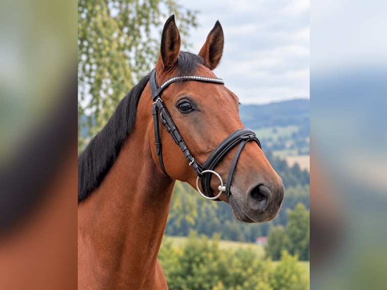 KWPN Merrie 6 Jaar 160 cm Bruin in Davidschlag
