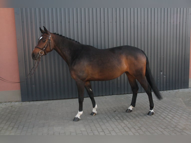 KWPN Merrie 6 Jaar 160 cm Bruin in Essen