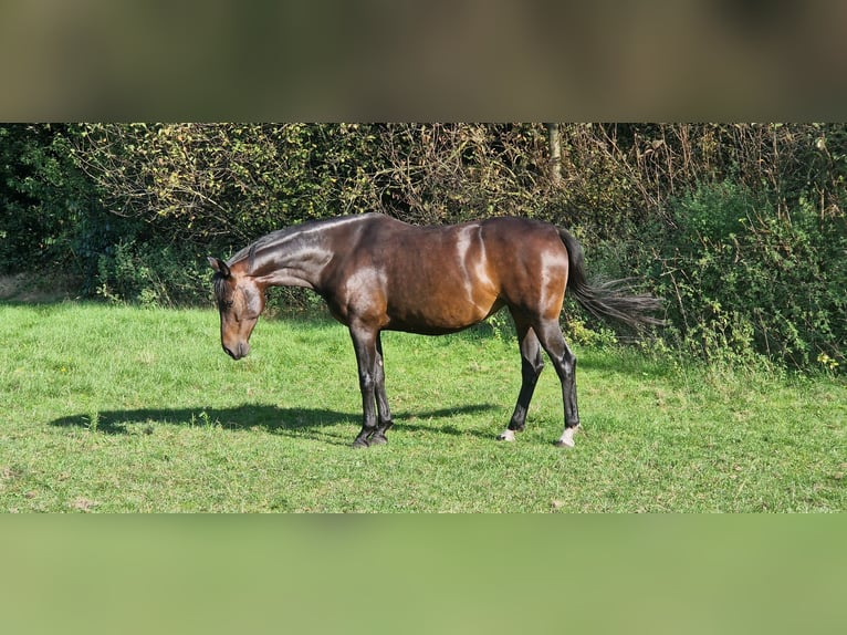 KWPN Merrie 6 Jaar 160 cm Donkerbruin in Neerkant