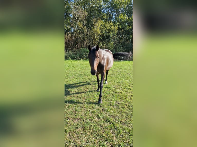 KWPN Merrie 6 Jaar 160 cm Donkerbruin in Neerkant