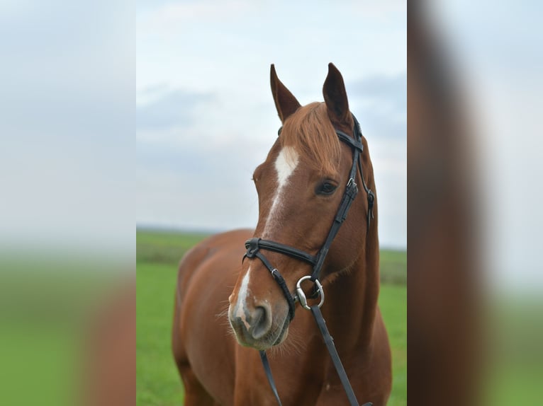 KWPN Merrie 6 Jaar 160 cm Roodvos in Geilenkirchen
