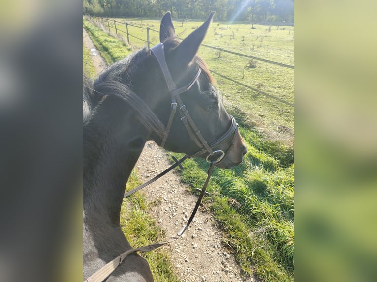 KWPN Merrie 6 Jaar 160 cm Zwartbruin in Bonneval