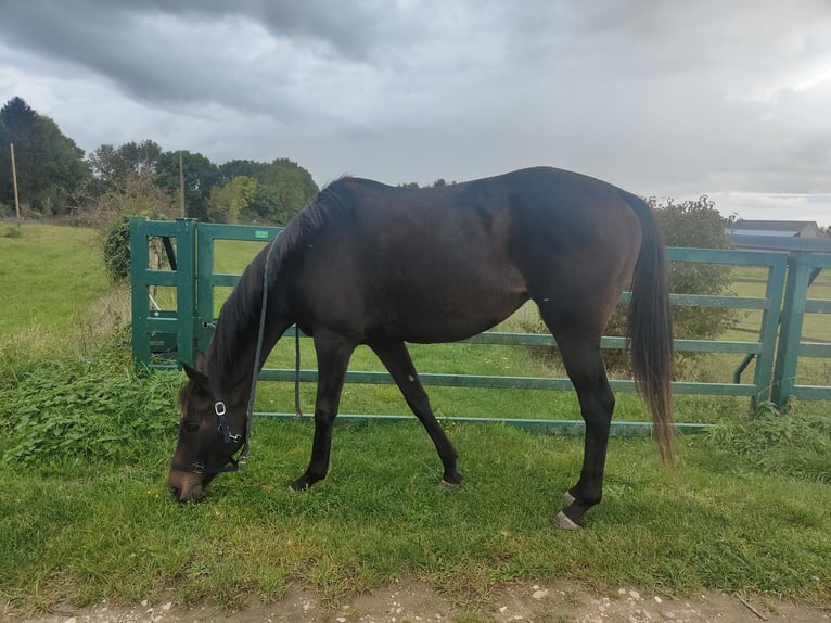 KWPN Merrie 6 Jaar 160 cm Zwartbruin in Bonneval