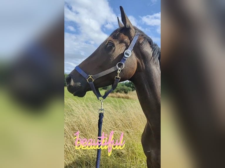 KWPN Merrie 6 Jaar 160 cm Zwartbruin in Bonneval