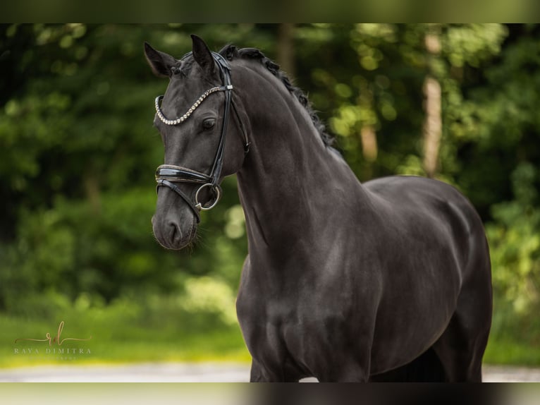 KWPN Merrie 6 Jaar 161 cm Zwart in Wehringen