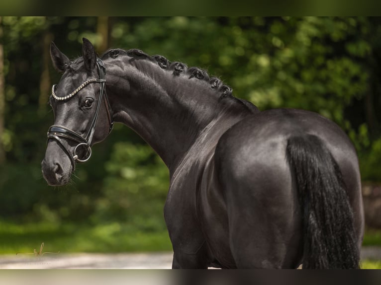 KWPN Merrie 6 Jaar 161 cm Zwart in Wehringen