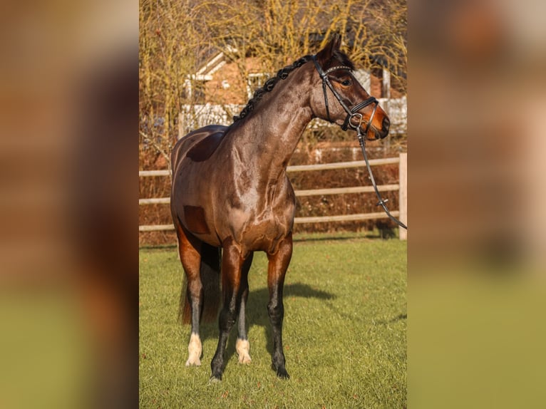 KWPN Merrie 6 Jaar 162 cm Donkerbruin in Bonefeld