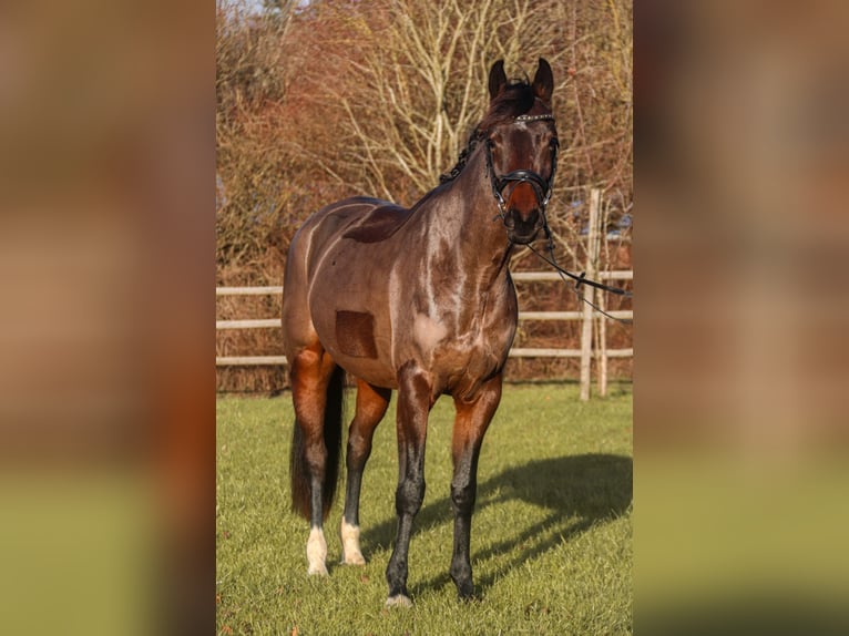 KWPN Merrie 6 Jaar 162 cm Donkerbruin in Bonefeld