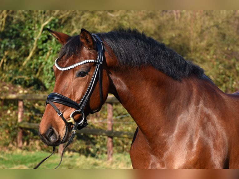 KWPN Merrie 6 Jaar 163 cm Bruin in Neuss