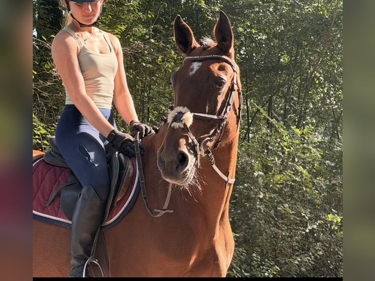KWPN Merrie 6 Jaar 163 cm Bruin in Kaldenkirchen