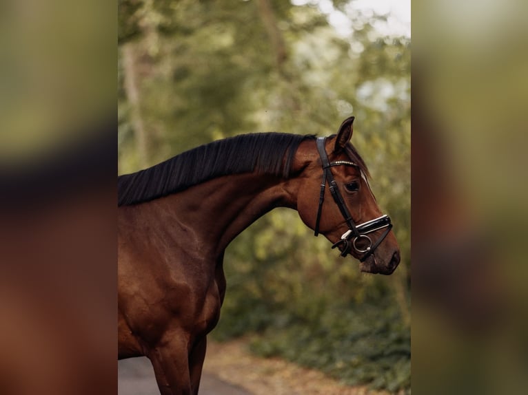 KWPN Merrie 6 Jaar 163 cm Bruin in Papendrecht