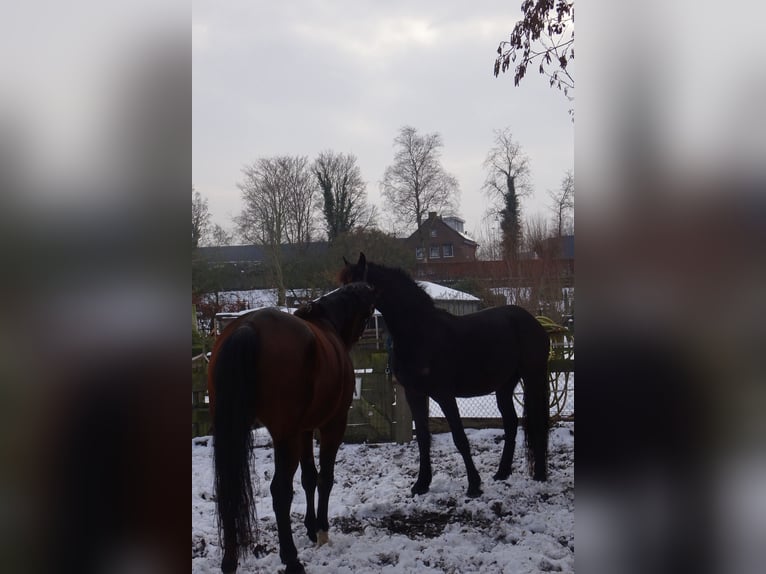 KWPN Merrie 6 Jaar 163 cm Bruin in Papendrecht