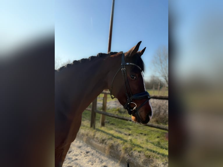 KWPN Merrie 6 Jaar 164 cm Bruin in Lelystad