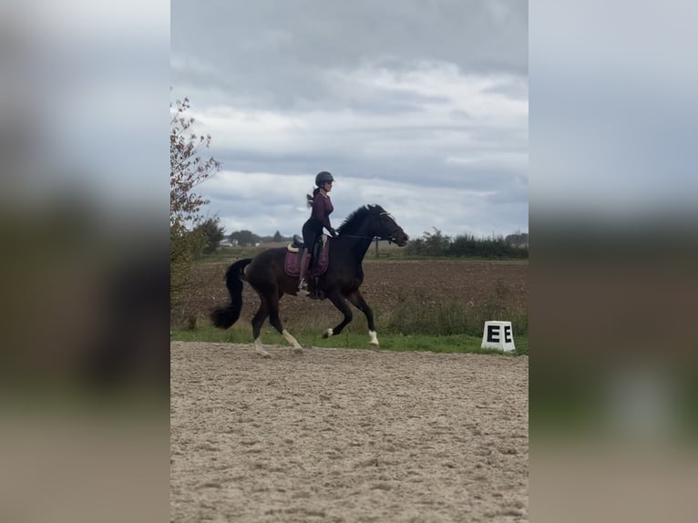 KWPN Merrie 6 Jaar 164 cm Bruin in Groß-Zimmern