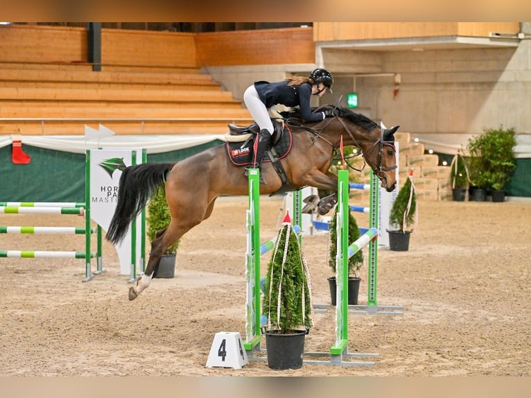 KWPN Merrie 6 Jaar 164 cm Bruin in Walzenhausen