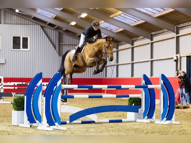 KWPN Merrie 6 Jaar 164 cm Bruin in Waddinxveen