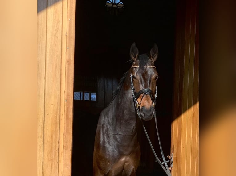 KWPN Merrie 6 Jaar 164 cm Donkerbruin in Dreumel