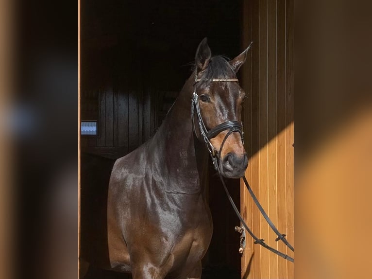 KWPN Merrie 6 Jaar 164 cm Donkerbruin in Dreumel