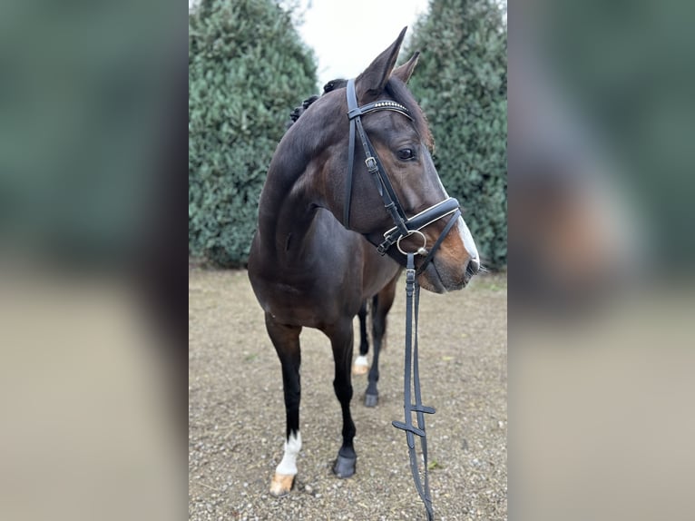 KWPN Merrie 6 Jaar 164 cm Donkerbruin in Oud Gastel