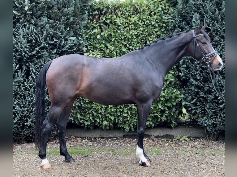 KWPN Merrie 6 Jaar 164 cm Donkerbruin in Oud Gastel