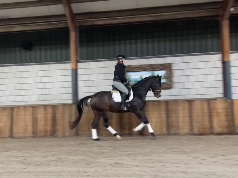 KWPN Merrie 6 Jaar 164 cm Donkerbruin in Oud Gastel